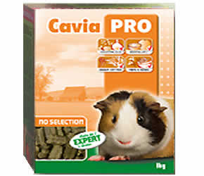 cavia pro - versele laga